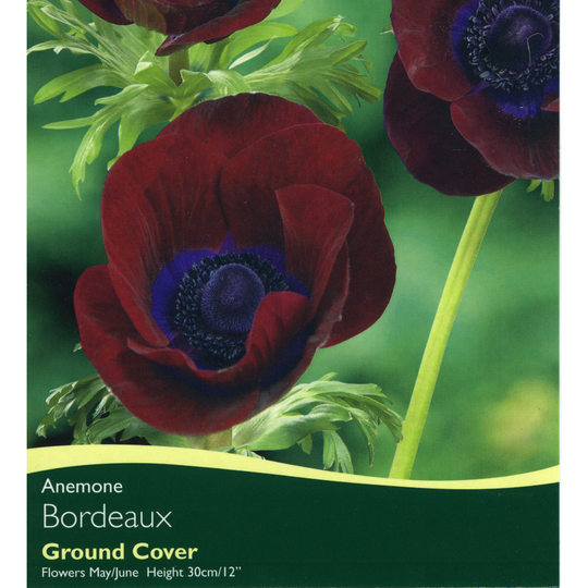 anemone bordeaux bulbs anemone bordeaux bulbs for sale mail order anemone bordeaux bulbs anemone bordeaux bulbs for sale mail order
