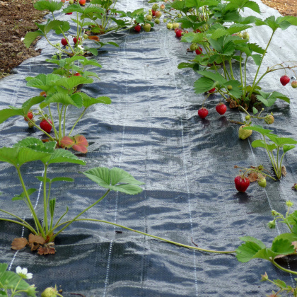 Strawberry Planting Bed Mat Strawberry Planting Bed Mat