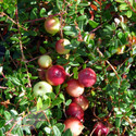 Cranberry Pilgrim (Blueberry & Cranberry)