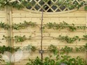 Apple 2 Tier Espalier (Cooking) (Trained Fruit Trees)