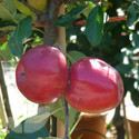 Katy (Apple Trees - Eating)