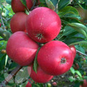 Queen Cox Self Fertile (Apple Trees - Eating)