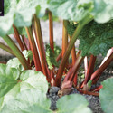Collection of 3 Crowns Saving £2.00 (Rhubarb Crowns)