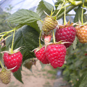 Joan J (Autumn Fruiting) (Raspberry Canes)