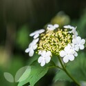 Viburnum Opulus (Guelder-Rose)