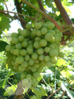 Bianca (Grape Vines)