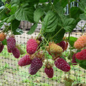 Loganberry