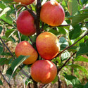 Sunset (AGM) (Apple Trees - Eating)