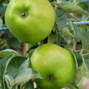 Bountiful (Apple Trees Cooking)