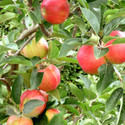 Discovery (AGM) (Apple Trees - Eating)