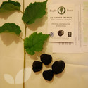 Summer Truffle (Truffle Trees)