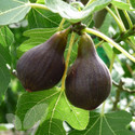 Brown Turkey (Fig Trees)