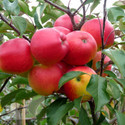 Falstaff (AGM) (Apples Self Fertile)