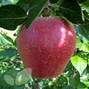 Kidd's Orange Red (AGM) (Apple Trees - Eating)