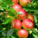 Fiesta (AGM) (Apple Trees - Eating)