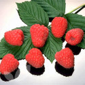 Polka (Autumn Fruiting) (Raspberry Canes)