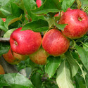 Apple Trees Eating