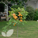 Apricot Compacta®