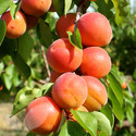 Apricot Fruit Trees