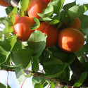 Apricot Flavorcot®