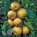 Asian Pear Shinseiki