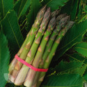 Guelph Millennium (AGM) (Asparagus Crowns)