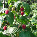 Autumn Bliss (Autumn Fruiting) (Raspberry Canes)