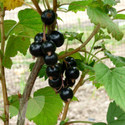 Blackcurrant Bushes