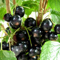 Currant Collection 3 Bushes Saving £3.40 (Blackcurrant Bushes)