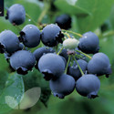 Blueberry Duke (AGM) (Blueberry & Cranberry)
