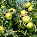 Apple Trees Cooking