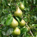 Doyenne du Comice (AGM) (Pear Fruit Trees)