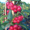 Crab Apple Trees