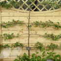 Trained Fruit Trees