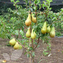 Family Pear Tree (Pear Fruit Trees)