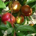 Nectarine Fruit Trees