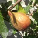 Brunswick (Fig Trees)