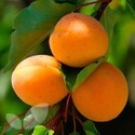 Apricot Tomcot