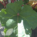 Rhubarb Crowns
