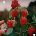 Glen Ample (Summer Fruiting) (Raspberry Canes)