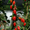 Goji Berry