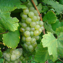 Chardonnay (Grape Vines)