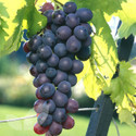 Brandt (Grape Vines)