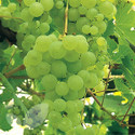 Lakemont (Grape Vines)