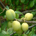 Gage Fruit Trees