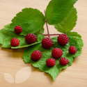 Japanese Wineberry