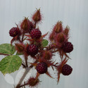 Japanese Wineberry (Japanese Wineberry)