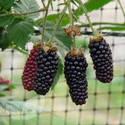 Blackberry Plants