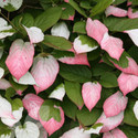 Kiwi Actinidia kolomikta (Kiwi Fruit Plants)