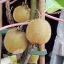 Solissimo (Kiwi Fruit Plants)